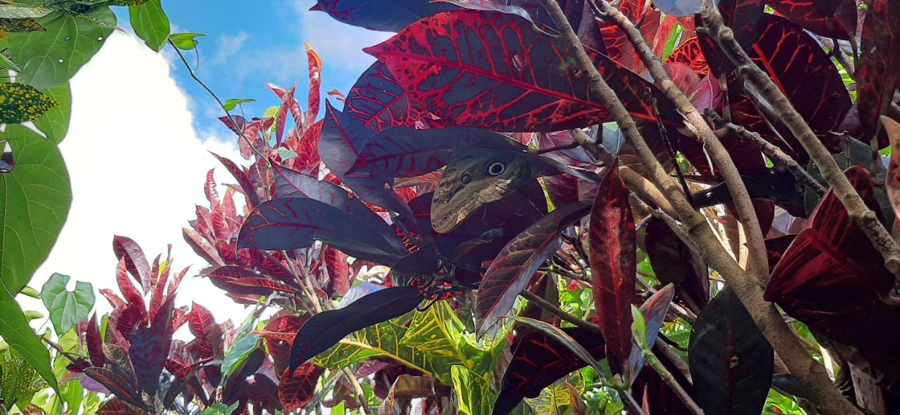 Jardin Entre Montanas Bed & Breakfast Bijagua Dış mekan fotoğraf