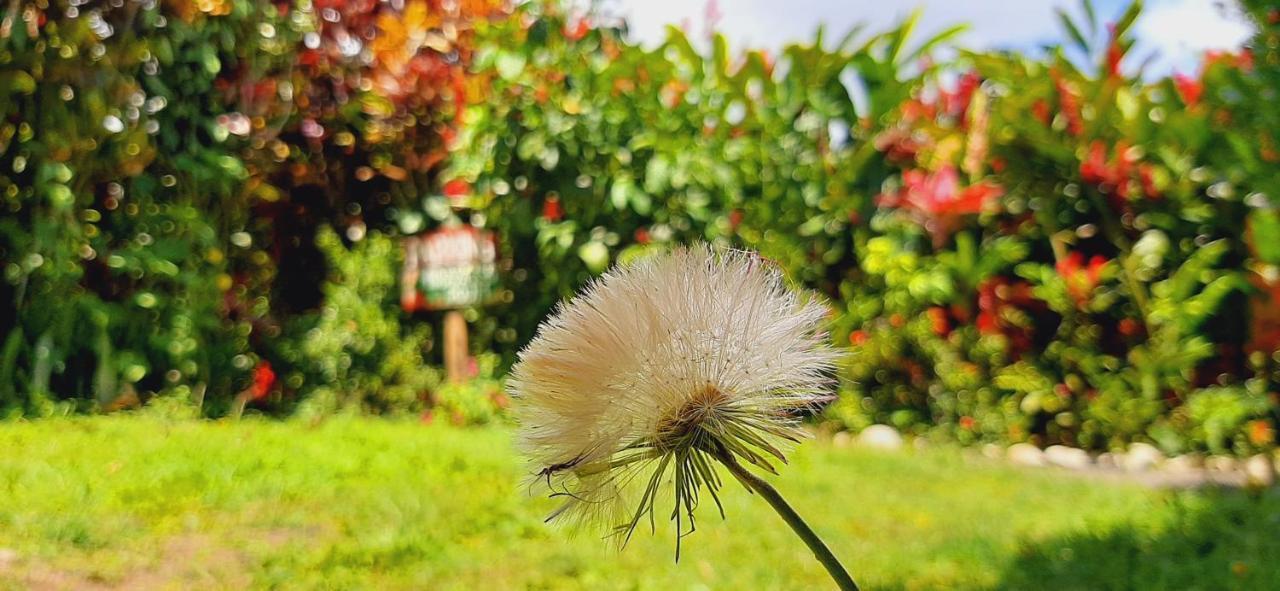 Jardin Entre Montanas Bed & Breakfast Bijagua Dış mekan fotoğraf