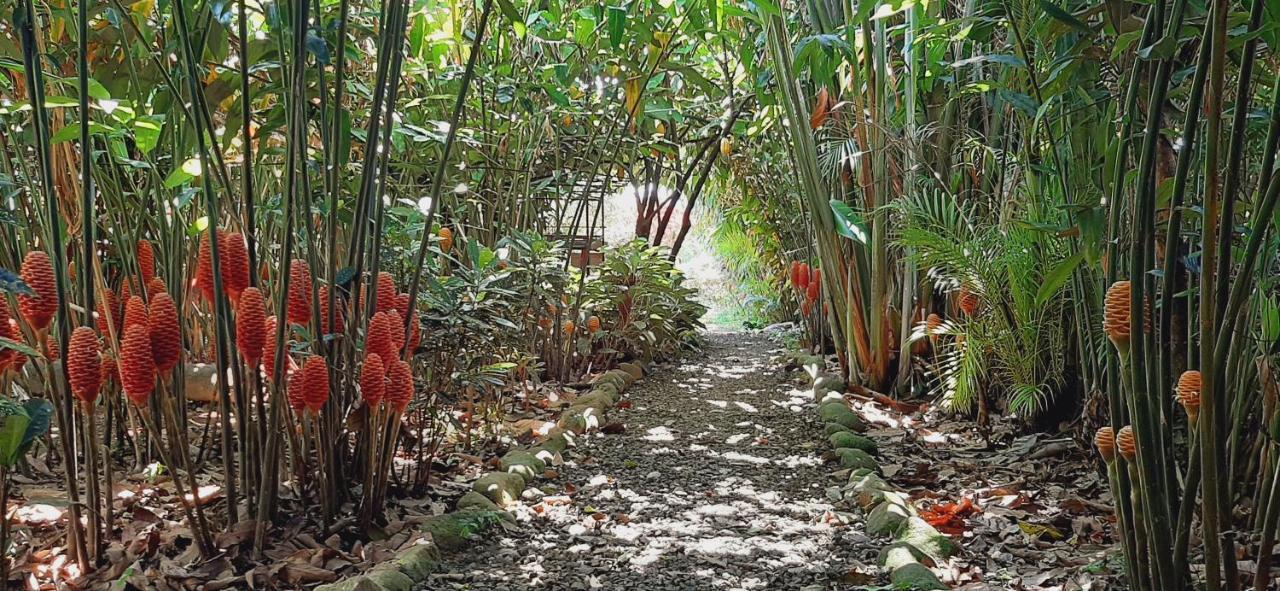 Jardin Entre Montanas Bed & Breakfast Bijagua Dış mekan fotoğraf