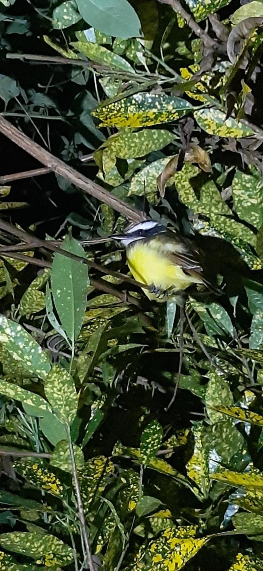 Jardin Entre Montanas Bed & Breakfast Bijagua Dış mekan fotoğraf