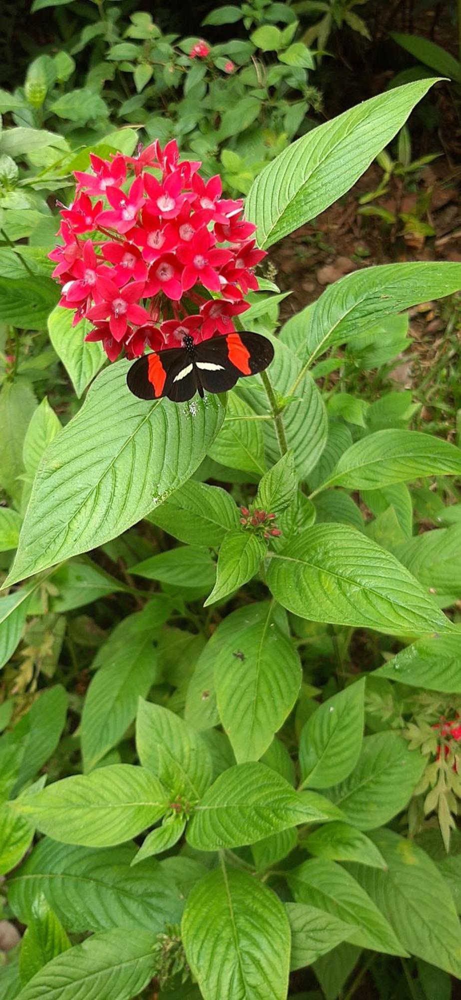 Jardin Entre Montanas Bed & Breakfast Bijagua Dış mekan fotoğraf