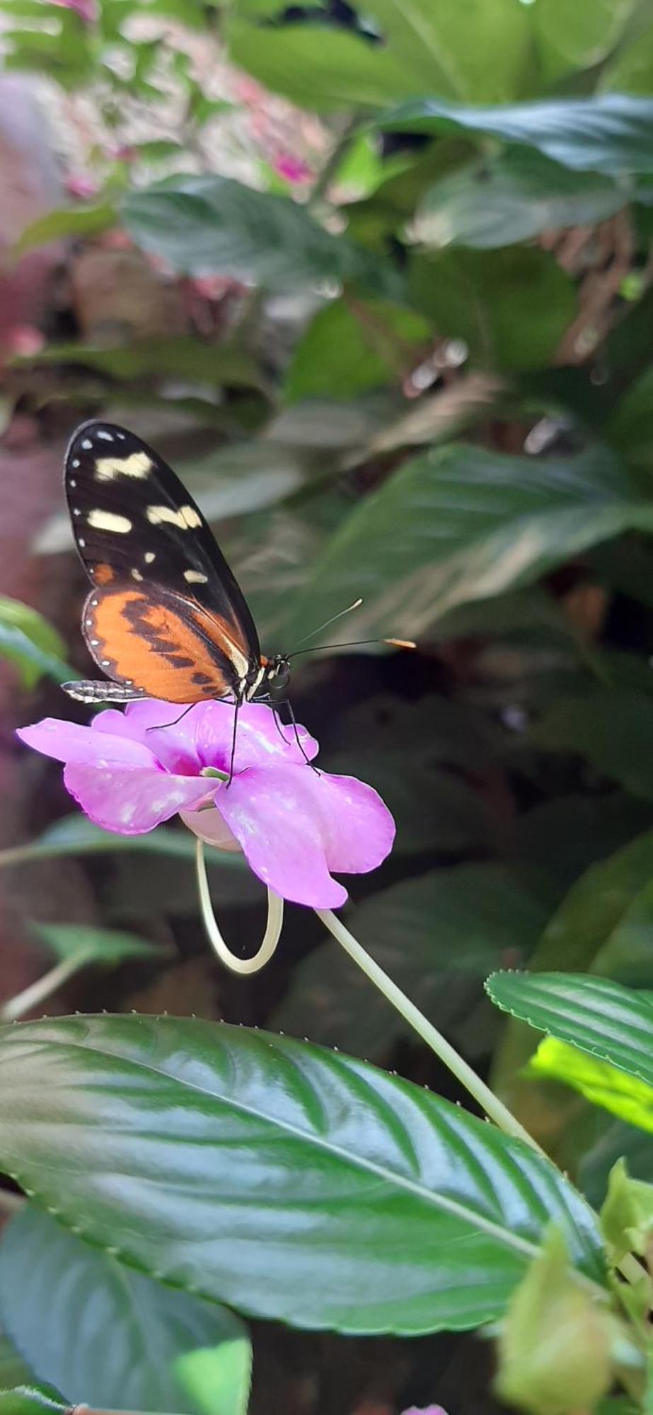 Jardin Entre Montanas Bed & Breakfast Bijagua Dış mekan fotoğraf